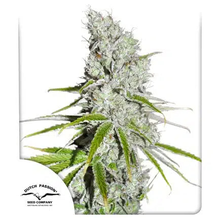 CBD Skunk Haze - Seasonal Seeds