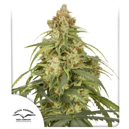 Auto CBD-Victory - Autoflowering Seeds