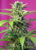Chem Beyond Diesel CBD - Seasonal Seeds