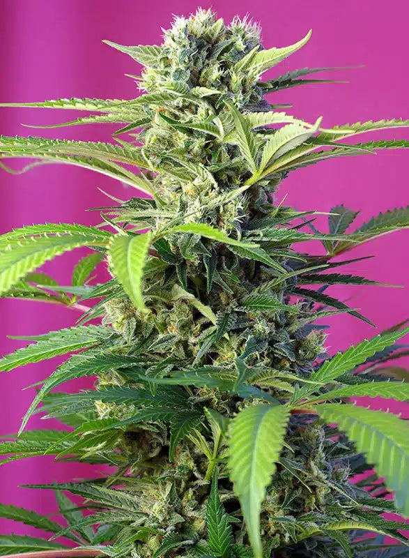 Chem Beyond Diesel CBD - Semi Stagionali