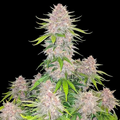 Cherry Cola Auto - Autoflowering Seeds