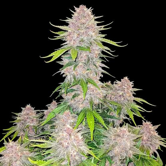 Cherry Cola Auto - Autoflowering Seeds