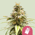 Chocolate Haze - Semi Stagionali