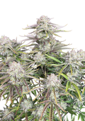 Cinderella Auto Original - Autoflowering Seeds