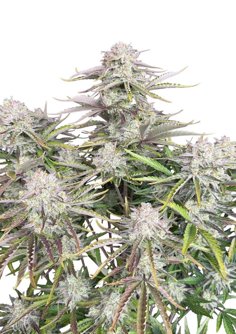 Cinderella Auto Original - Autoflowering Seeds