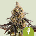 Cookies Gelato Automatic - Autoflowering Seeds
