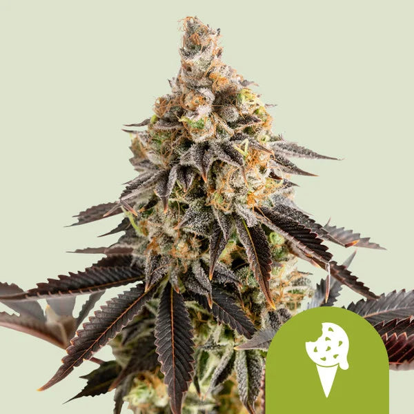 Cookies Gelato Automatic - Autoflowering Seeds