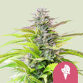 Cookies Gelato - Semi Stagionali