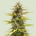 Cosmos F1 - Autoflowering Seeds