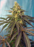 Cream Caramel CBD - Seasonal Seeds