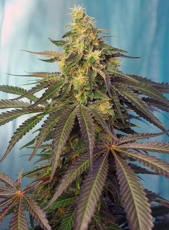 Cream Caramel CBD - Semi Stagionali