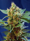 Cream Mandarine XL Auto - Semi Autofiorenti