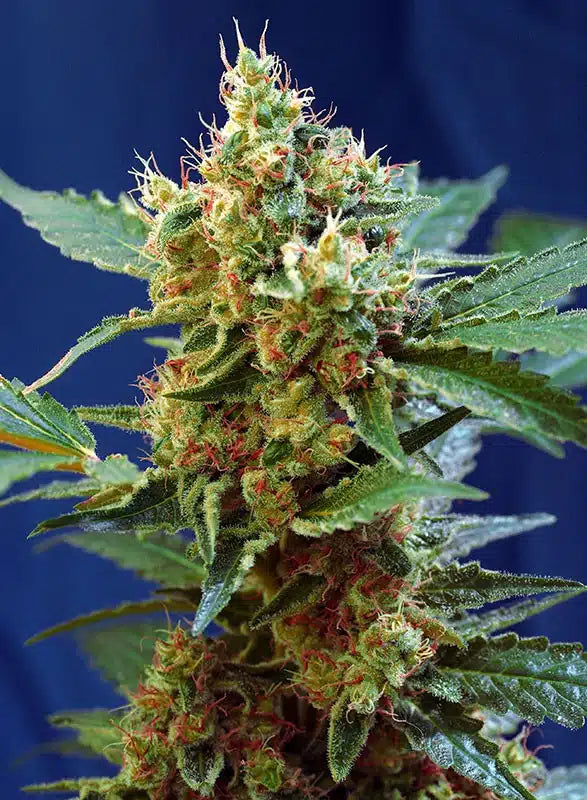 Cream Mandarine XL Auto - Semi Autofiorenti