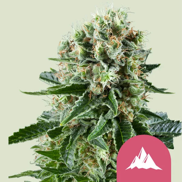 Critical Kush - Semi Stagionali