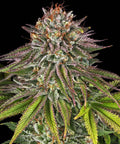 Critical Kush - Semi Stagionali