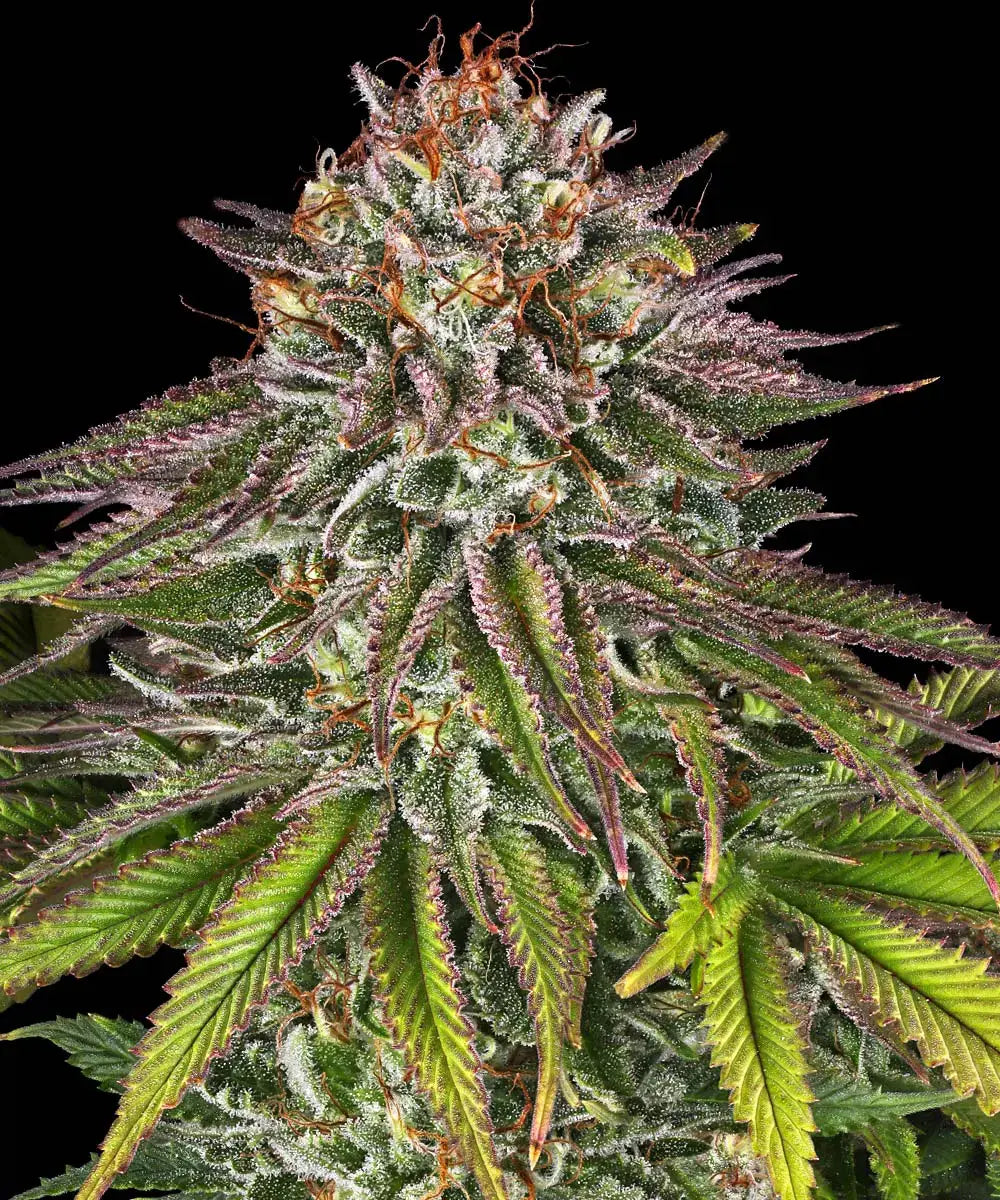 Critical Kush - Semi Stagionali