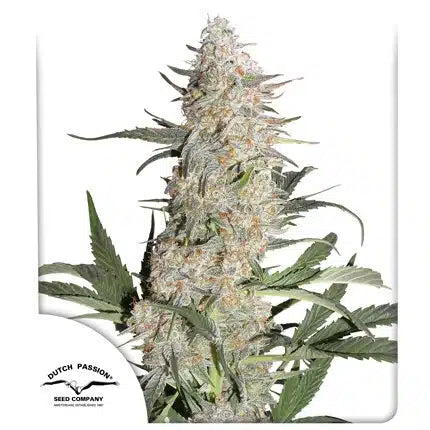 Critical Orange Punch - Semi-Regular Seeds