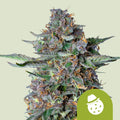 Do-Si-Dos Automatic - Autoflowering Seeds