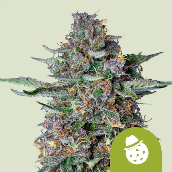 Do-Si-Dos Automatic - Autoflowering Seeds
