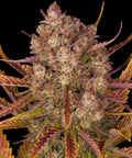 Dos Si Dos Auto - Autoflowering Seeds