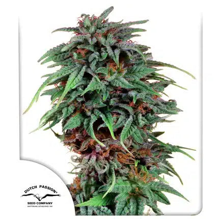 Durban Poison - Seasonal Seeds