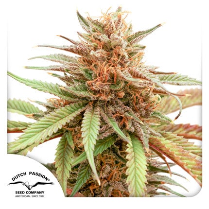 Durban Dew - Semi-Seasonal Seeds