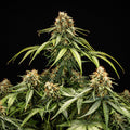 Epsilon F1 - Semi-autoflowering seeds