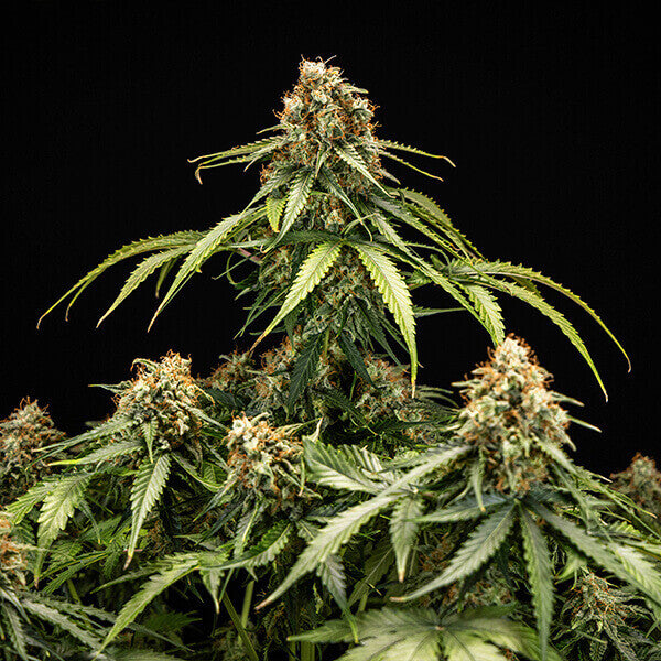 Epsilon F1 - Semi-autoflowering seeds