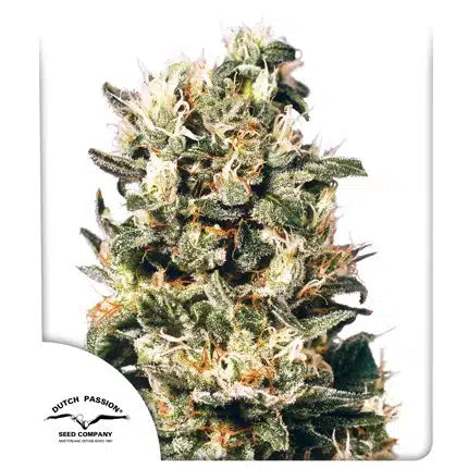 Euphoria - Seasonal Seeds