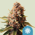 Euphoria CBD - Semi Stagionali