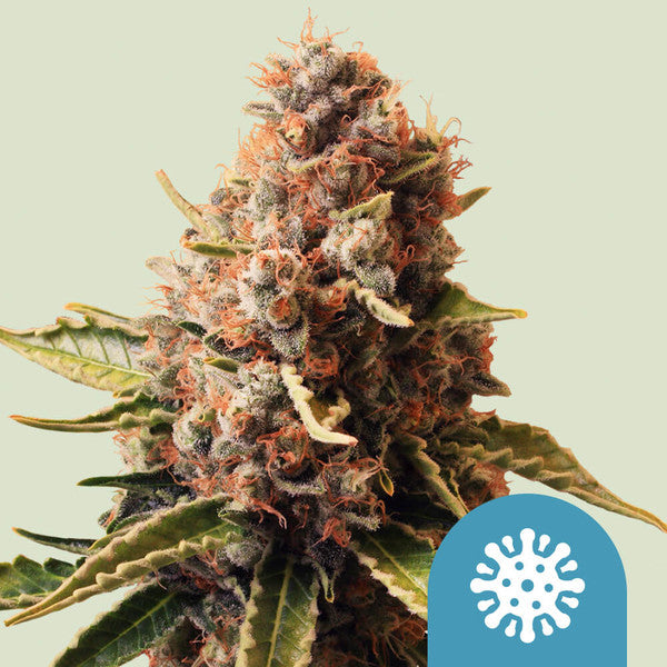 Euphoria CBD - Semi Stagionali