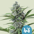 Fast Eddy Automatic CBD - Semi Autofiorenti