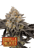 Gorilla Cookies FF - Fast Flowering Seeds