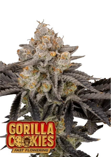 Gorilla Cookies FF - Fast Flowering Seeds