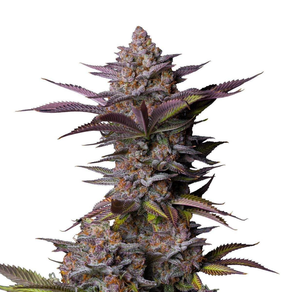 Tropicana Cookies FF - Seasonal Seeds