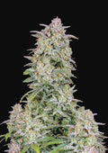 Forbidden Runtz Auto - Autoflowering Seeds