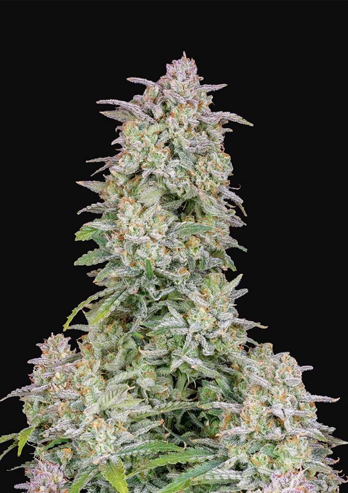 Forbidden Runtz Auto - Autoflowering Seeds