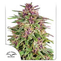 Frisian Dew - Semi-Seasonal
