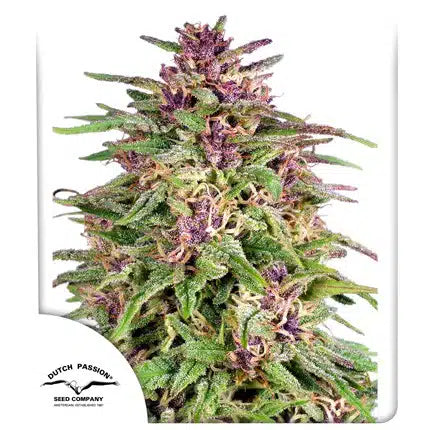Frisian Dew - Semi-Seasonal
