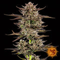 Frosted Zinn x 3 Bears OG Auto – Feminized Autoflowering