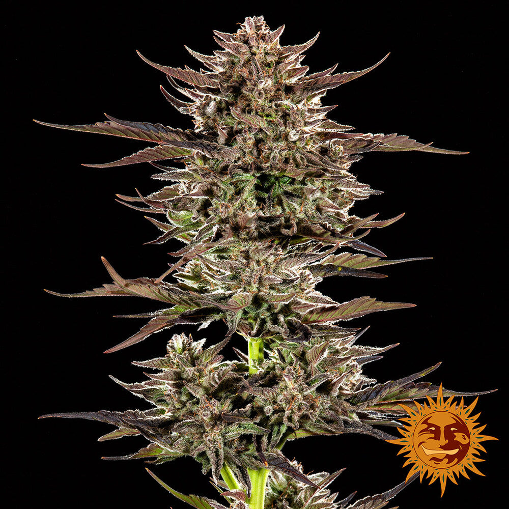 Frosted Zinn x 3 Bears OG Auto – Feminized Autoflowering