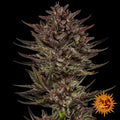 Frosted Zinn x Cookie Dog Auto – Feminized Autoflowering