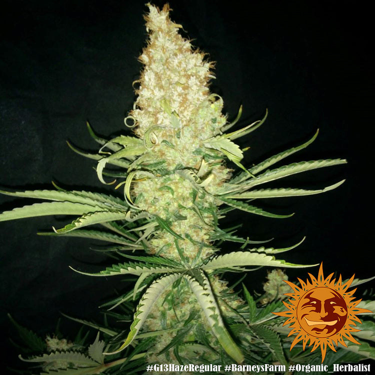G13 Haze - Semi Stagionali