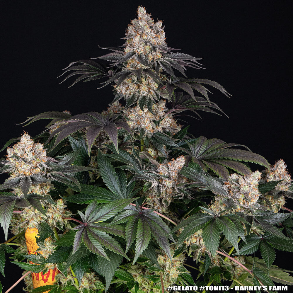 GELATO - Seasonal Flavors