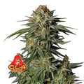GG4 Sherbet FF - Fast Flowering Seeds