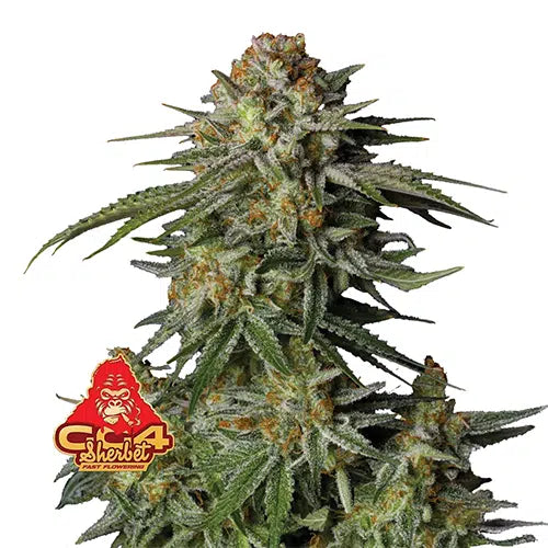 GG4 Sherbet FF - Fast Flowering Seeds
