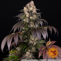 GIRL SCOUT COOKIES