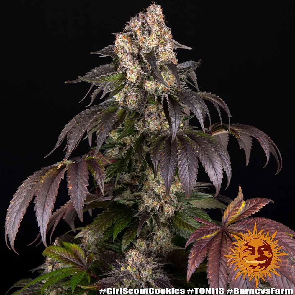 GIRL SCOUT COOKIES