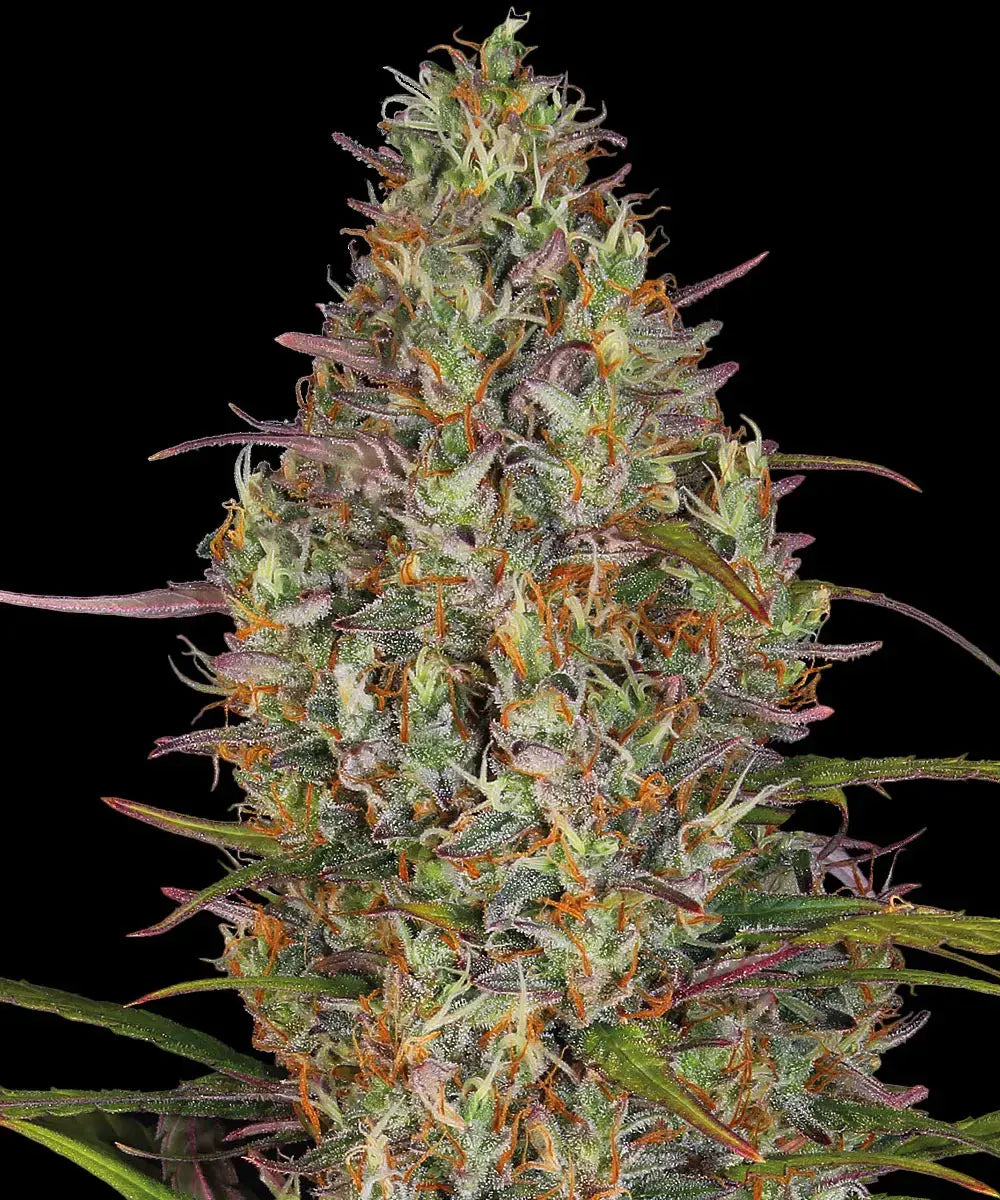 Glue Gelato Auto - Semi Autofiorenti