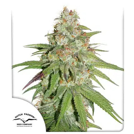 Glueberry O.G. - Seasonal Seeds